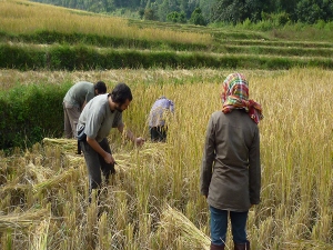 Working in the rice paddies photo